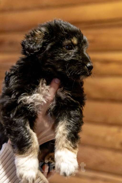 Собаки в Москве: Отдам щенка в добрые руки Девочка, Бесплатно - фото 4