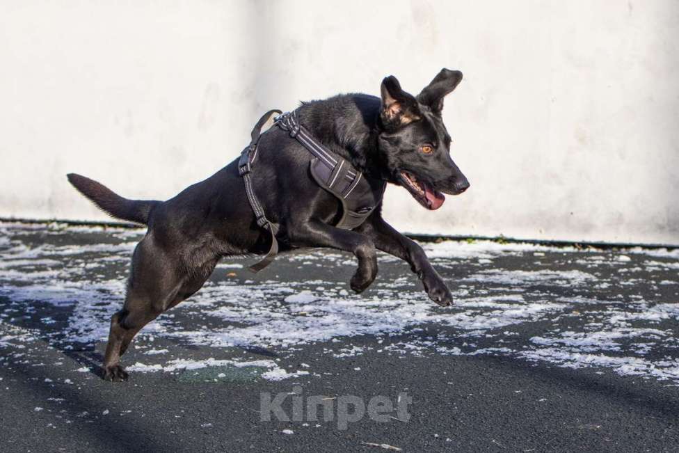 Собаки в Москве: Спасённая со стройки Альма нуждается в любящих хозяевах! Девочка, Бесплатно - фото 9