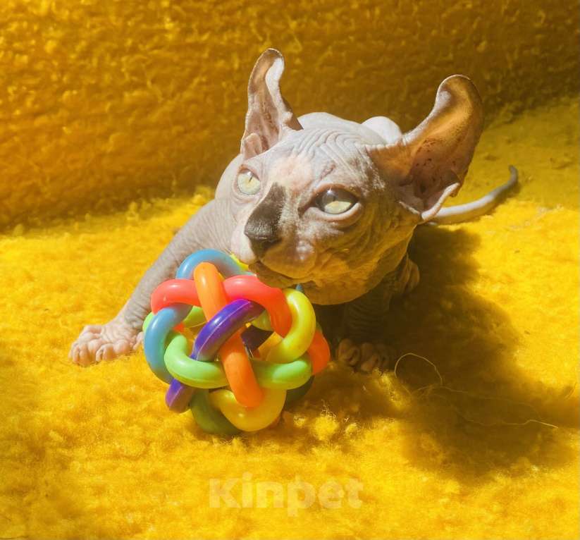 Кошки в Сочи: Эльф Мальчик, 20 000 руб. - фото 4