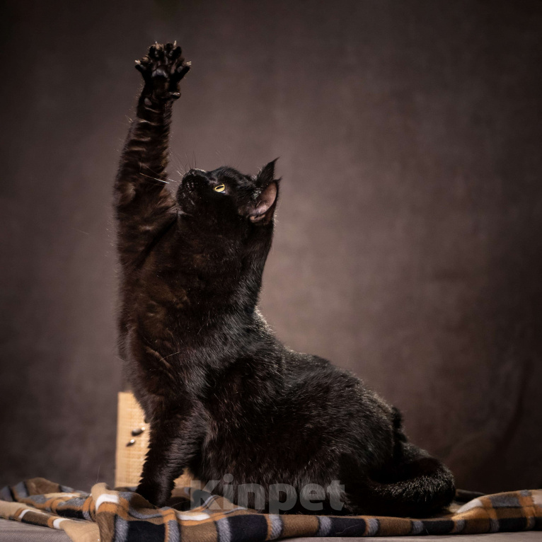 Кошки в Клине: Кэш - красавец-кот Мальчик, Бесплатно - фото 3