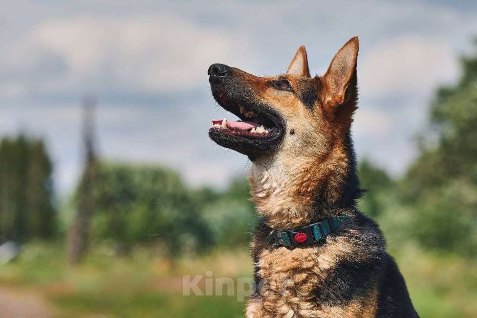 Собаки в Москве: Гранд: возраст 1,5 г.  Мальчик, Бесплатно - фото 4
