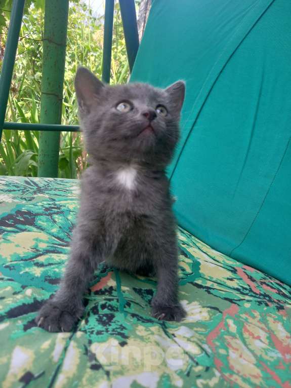 Кошки в Новомосковске: Котята в добрые руки Девочка, 100 руб. - фото 4