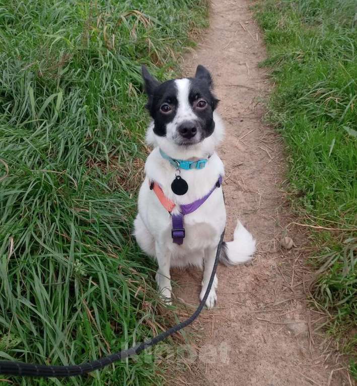 Собаки в Санкт-Петербурге: Маленькая домашняя собачка ищет дом Девочка, Бесплатно - фото 2