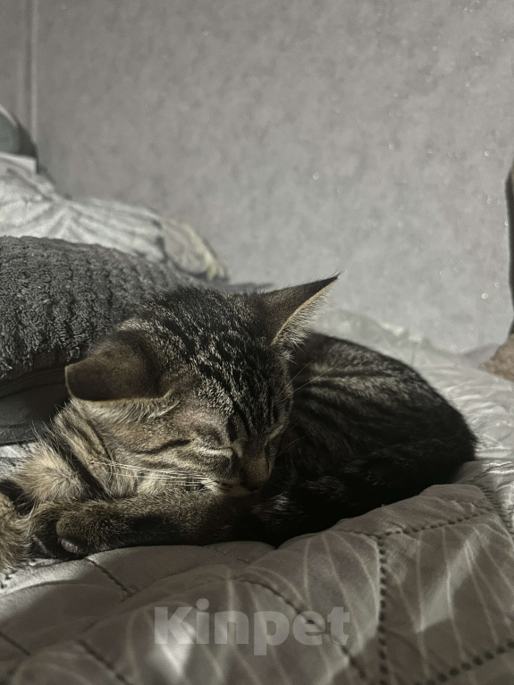 Кошки в Ижевске: Котенок в добрые руки  Мальчик, Бесплатно - фото 4