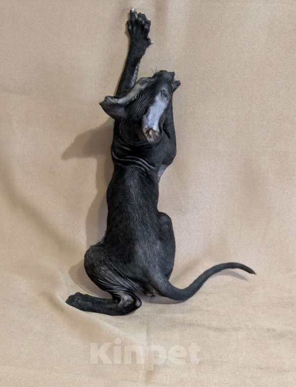 Кошки в Санкт-Петербурге: Корниш-рекс котенок Мальчик, 60 000 руб. - фото 4