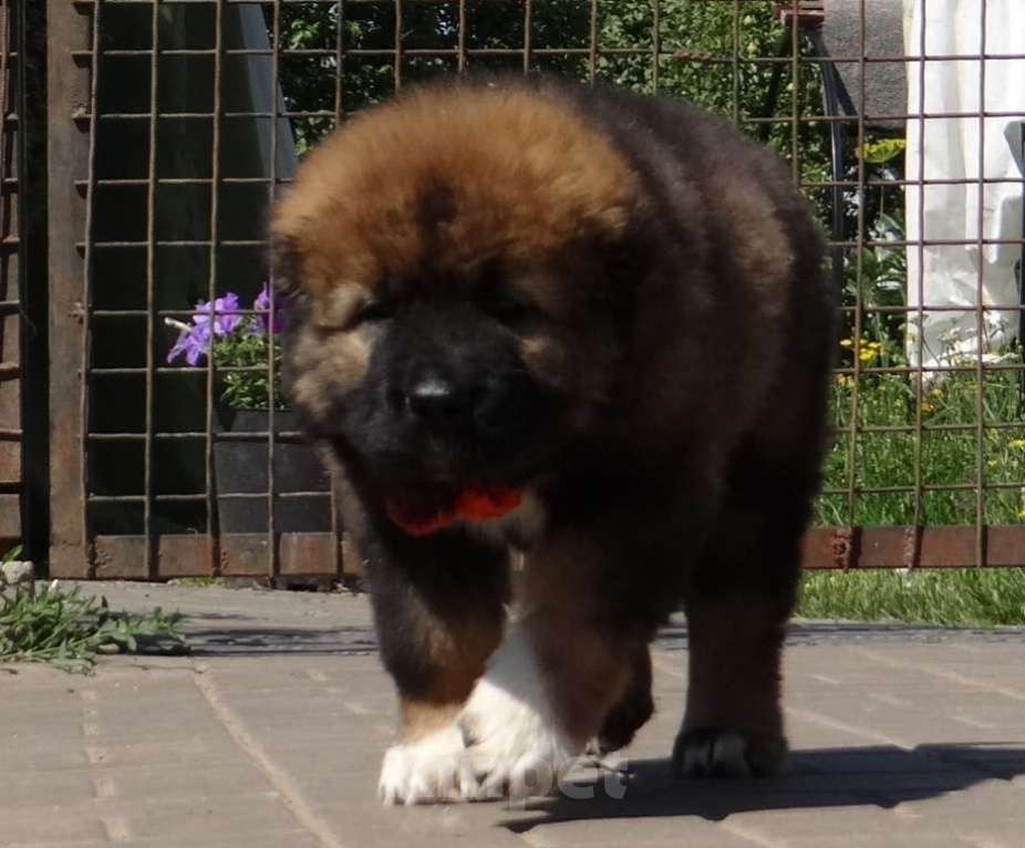 Собаки в других городах Нижегородской области: Щенки кавказской овчарки Мальчик, Бесплатно - фото 8
