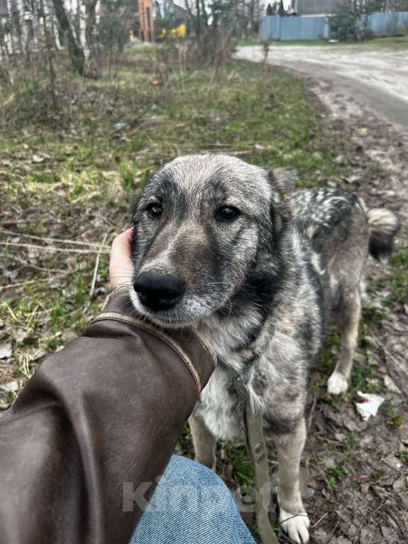 Собаки в Брянске: Линда Девочка, Бесплатно - фото 5