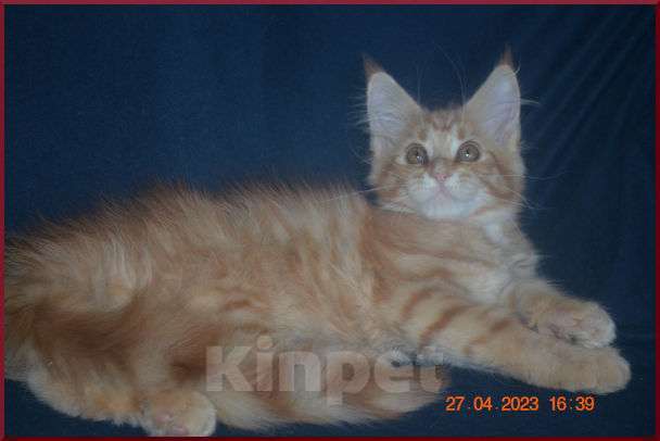 Кошки в Волгограде: Котята мейн-кун - для души и разведения Девочка, 15 000 руб. - фото 1