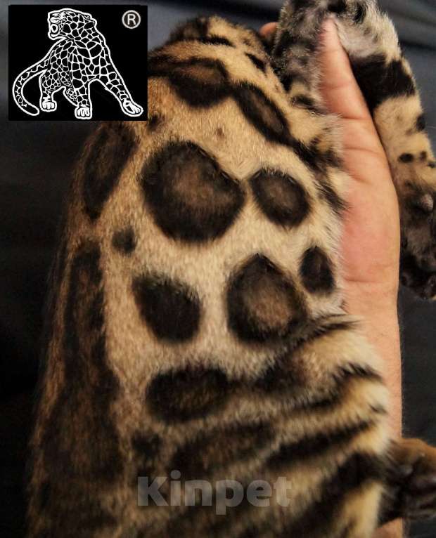 Кошки в Петропавловске-Камчатском: Бенгальский котенок. Питомник. Мальчик, Бесплатно - фото 3