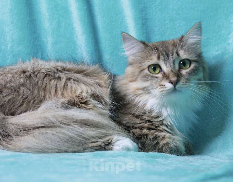 Кошки в Москве: Пусть мама увидит пусть мама придет  Девочка, Бесплатно - фото 8