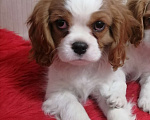 Собаки в Москве: Кавалер Кинг Чарльз спаниель. Мальчик, 75 000 руб. - фото 4