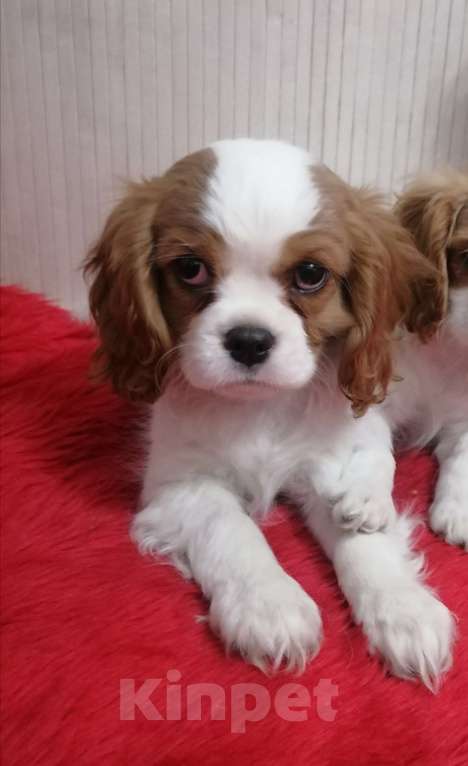 Собаки в Москве: Кавалер Кинг Чарльз спаниель. Мальчик, 75 000 руб. - фото 4