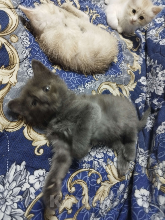 Кошки в Севастополе: Ищу хорошего хозяина Девочка, Бесплатно - фото 5