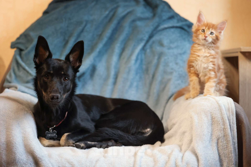 Кошки в Москве: Котенок мейн-кун Мальчик, 70 000 руб. - фото 4