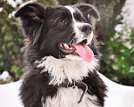 Собаки в Звенигороде: Вечный двигатель Влада собака в дар Девочка, Бесплатно - фото 6