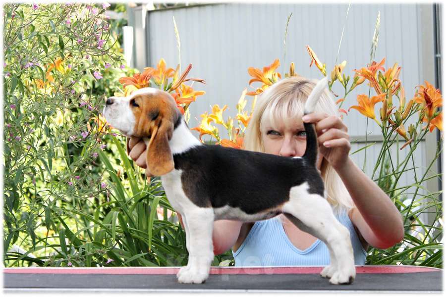 Собаки в Москве: бигли ркф Мальчик, 60 000 руб. - фото 8