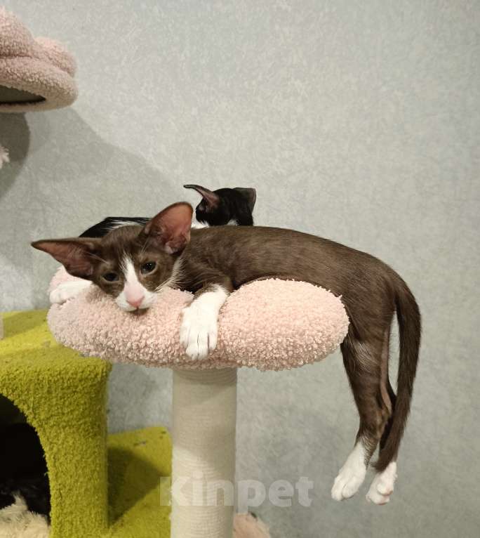 Кошки в Подольске: Ориентальная девочка Девочка, 50 000 руб. - фото 2