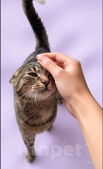 Кошки в Санкт-Петербурге: Ласковая-приласковая молодая кошка. 1 год. привита и кастрирована Девочка, Бесплатно - фото 1