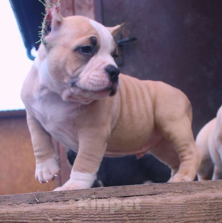 Собаки в Ангарске: Американский булли. Щенки Разнополые, 80 000 руб. - фото 6