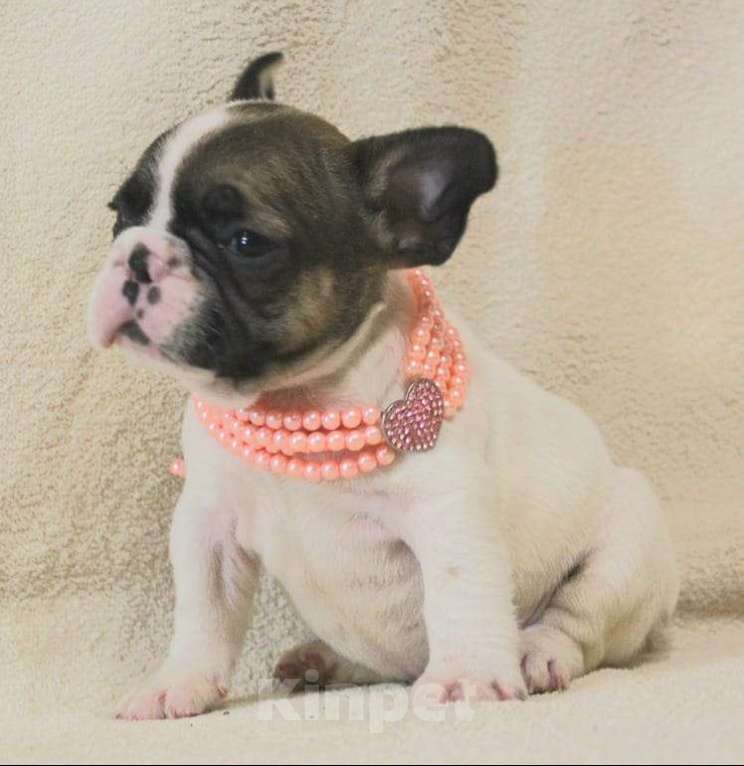 Собаки в Москве: Щенок французик,девочка Девочка, 130 000 руб. - фото 2