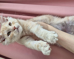 Кошки в Санкт-Петербурге: Мейн кун Nico Мальчик, Бесплатно - фото 4