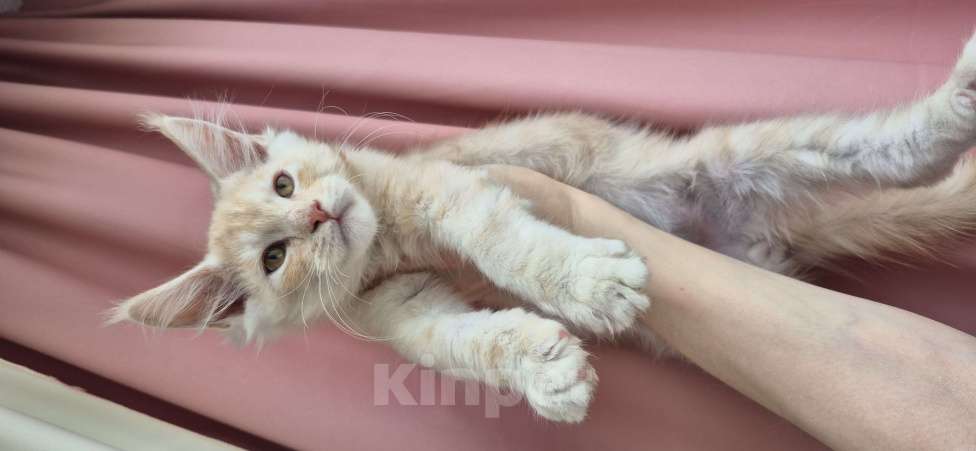 Кошки в Санкт-Петербурге: Мейн кун Nico Мальчик, Бесплатно - фото 4