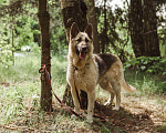 Собаки в Клине: Овчарка Макс в добрые руки Мальчик, Бесплатно - фото 5