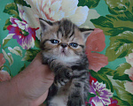Кошки в Владимире: Малыш-экзотик, 7 000 руб. - фото 2