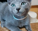 Кошки в Ливны: Котенок русский голубой. Породистые котята, 45 000 руб. - фото 2