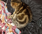 Кошки в Петрове Валу: Котята шотландские, 1 500 руб. - фото 2