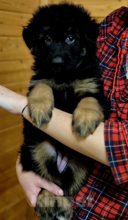 Собаки в других городах Московской области: Немецкая овчарка длинношёрстная Девочка, 55 000 руб. - фото 10