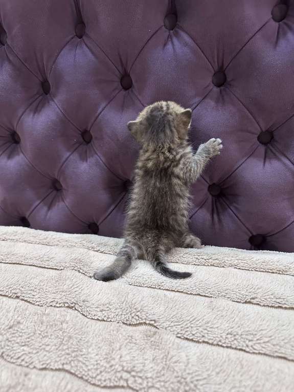 Кошки в Вологде: Шотландская кошечка табби прямоухая Девочка, 8 000 руб. - фото 5