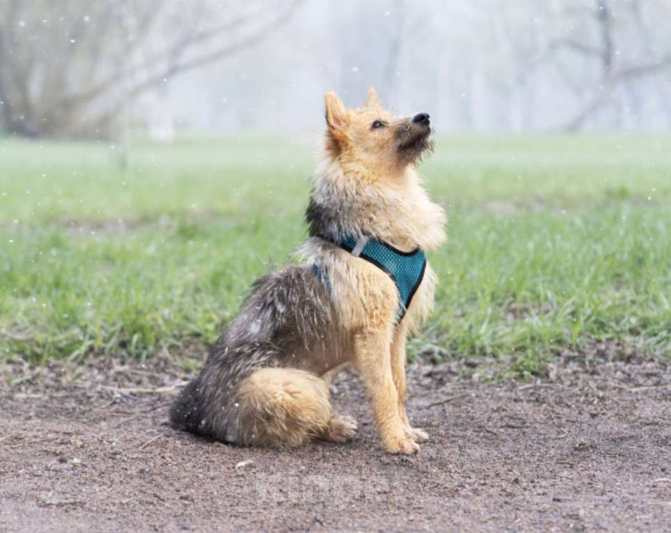 Собаки в Санкт-Петербурге: Классная Кнопка в добрые руки Девочка, Бесплатно - фото 2
