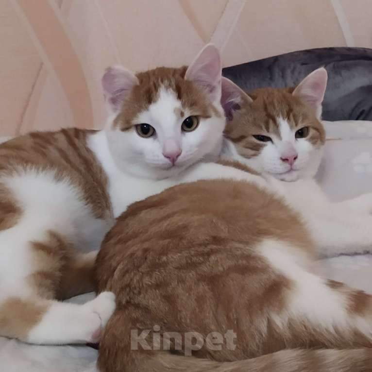 Кошки в Санкт-Петербурге: Ласковый  котëнок Степашка в добрые руки Мальчик, Бесплатно - фото 3