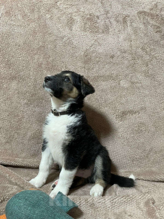 Собаки в Новосибирске: Щенок в добрые руки  Мальчик, Бесплатно - фото 5