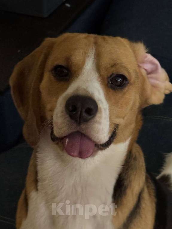 Собаки в Твери: Отдам бигля 1 год в добрые руки Мальчик, Бесплатно - фото 2