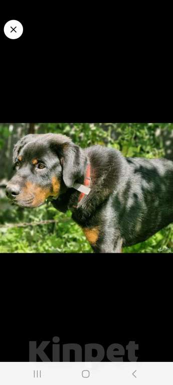 Собаки в других городах Московской области: Рагнар,добрый подросток Мальчик, Бесплатно - фото 5