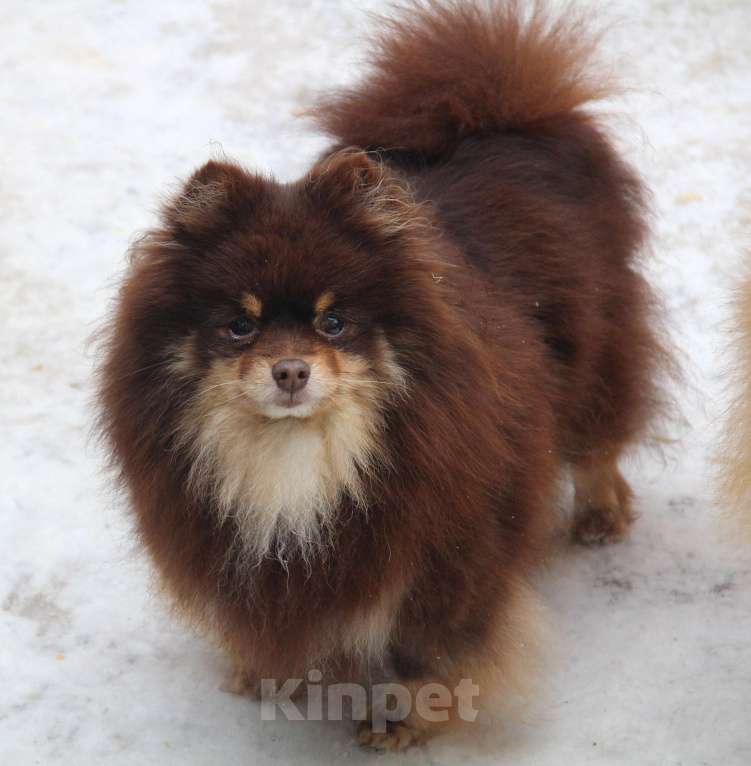 Собаки в Раменском: Девочка Бэлла Девочка, 5 000 руб. - фото 2