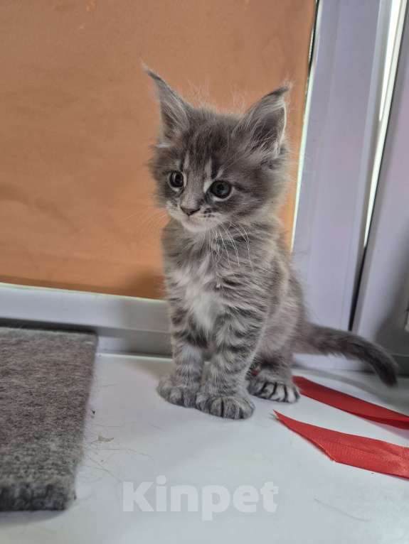 Кошки в Красногорске: Классика и полидакты Девочка, 18 000 руб. - фото 3