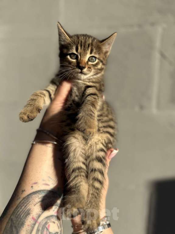 Кошки в других городах Самарской области: Кошки нагуляли нам такое изобилие! Готовы поделиться! Девочка, Бесплатно - фото 7