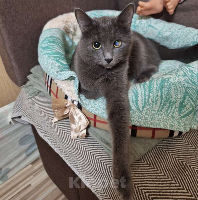 Кошки в Москве: В добрые ручки Девочка, Бесплатно - фото 1