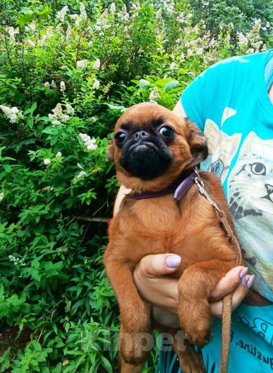 Собаки в Москве: Яркий парень пти-брабансон Мальчик, 50 000 руб. - фото 4