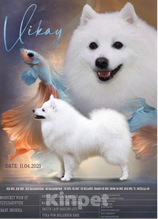 Собаки в Челябинске: Подросток шпица Мальчик, 28 000 руб. - фото 5