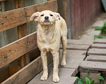 Собаки в Москве: Зизи Девочка, Бесплатно - фото 1