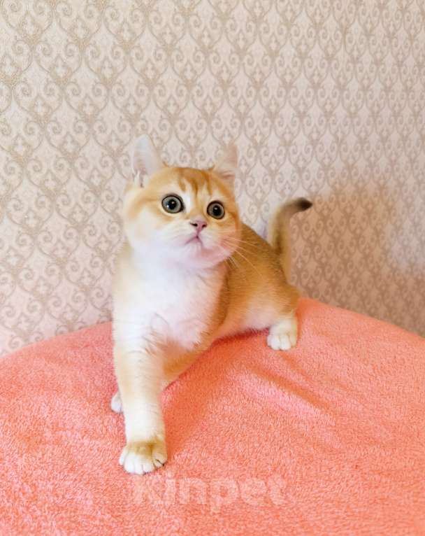 Кошки в Санкт-Петербурге: Шикарный британский котик Мальчик, 30 000 руб. - фото 5