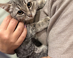Кошки в Москве: Котенок - мальчик ищет дом! Мальчик, Бесплатно - фото 1