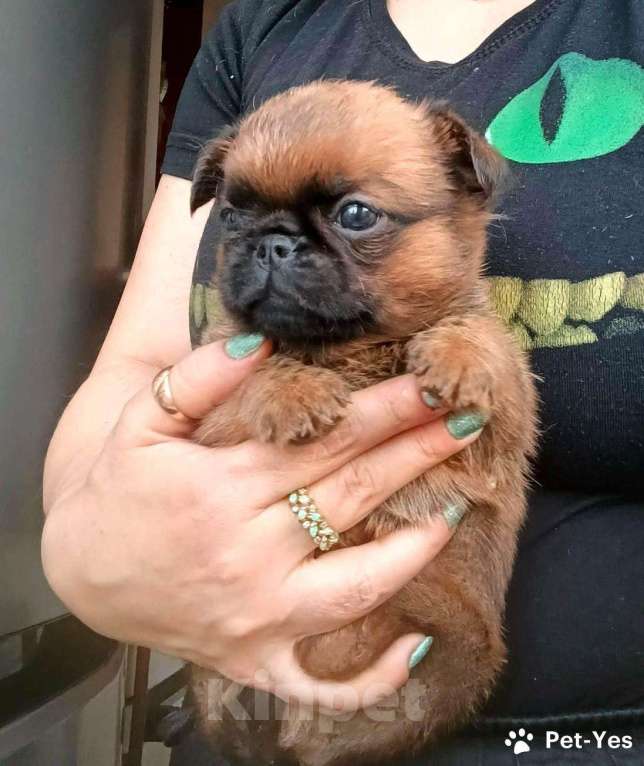 Собаки в Москве: Пти-брабансон рыжий мальчик Мальчик, 45 000 руб. - фото 3