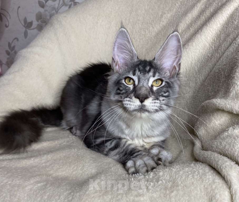 Кошки в Дмитрове: Черная серебристая мраморная девочка мейн кун Roxana Девочка, 30 000 руб. - фото 4