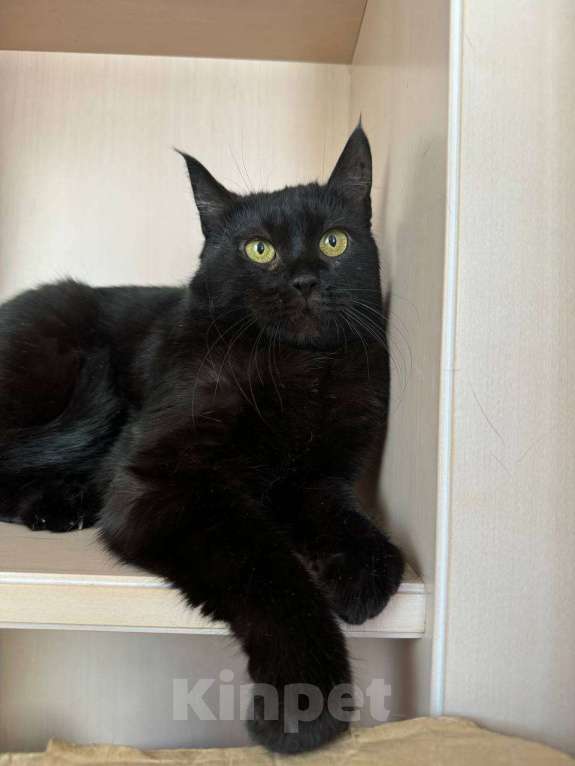 Кошки в Королеве: Кошечка-пантерка Луна Девочка, Бесплатно - фото 2