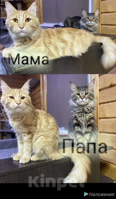 Кошки в других городах Пермского края: Пушистые любимчик. Мальчик, 15 000 руб. - фото 1